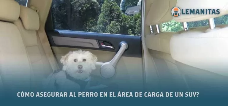 ¿Cómo Asegurar Al Perro en El Área De Carga De Un SUV?